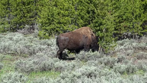 American bison at spring  is ripping off the bark of young pines. Yellowstone NP Stock Footage 252125852