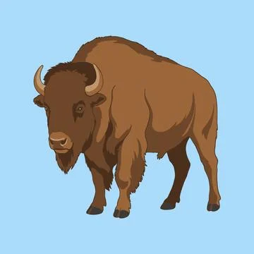 American Bison Standing Vector Illustration Stock Illustration