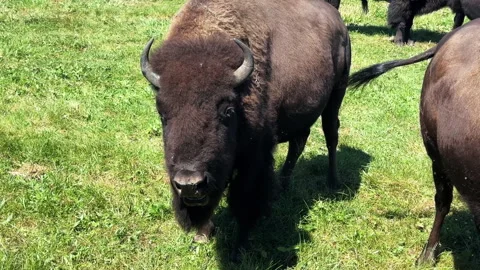 American Bison in summer time Vídeo Stock 345168072