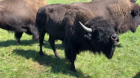 An American Bison in summertime Vidéo 345168061