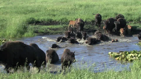 American Bison swimming Stock Footage 25881185