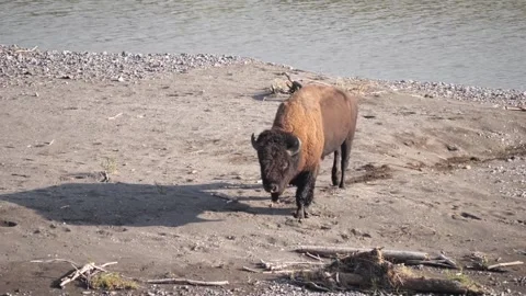 American Bison wading through the current of a river with in Yellowstone Stock Footage 329318758