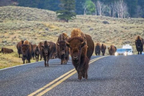 American Bison walking down the middle of road in Yellowstone's Lamar Valley Stock Photos