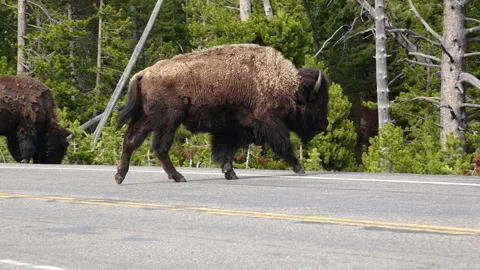 American Bison walking Video stock 131492310