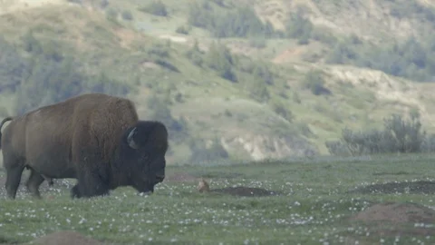 American Bison Walking in Front of Black Tailed Prairie Dog National Park Stock Footage 121481628