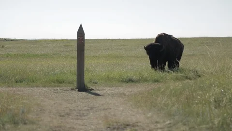 American Bison Walking in Front of Path Marker in National Park 스톡 동영상 121481663