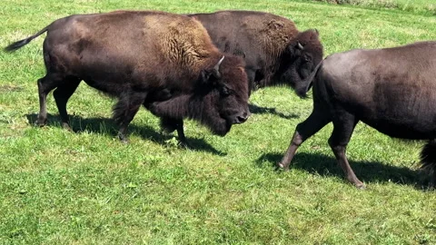 American bison walking in a meadow in summer Stock Footage 345168071