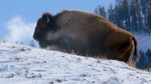 American Bison walking on a snow covered landscape Stock Footage 113231369
