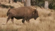 American Bison Walking At Wildlife Park Stock Footage