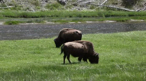 American Bison in the Wild Video stock 9206668