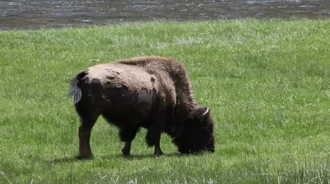American Bison in the Wild Video stock 9285774