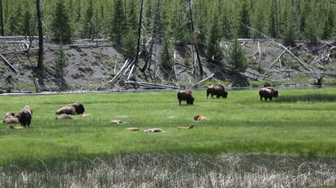 American Bison in the Wild Video stock 9307618