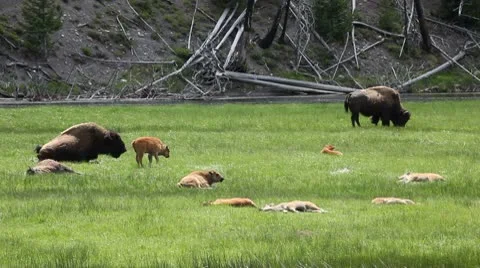 American Bison in the Wild Stock Footage 9317410