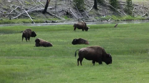 American Bison in the Wild Stock Footage 9346939
