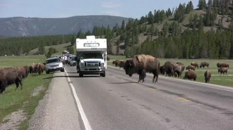 American Bison in the Wild Video stock 9449744