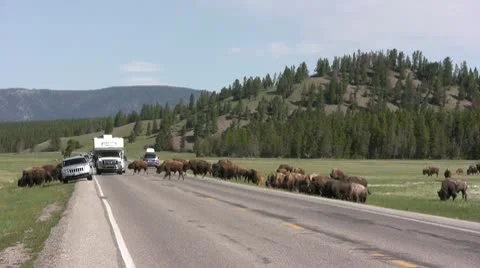 American Bison in the Wild Stock Footage 10564693