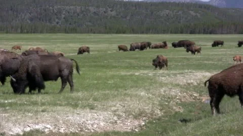 American Bison in the Wild Video stock 10565167