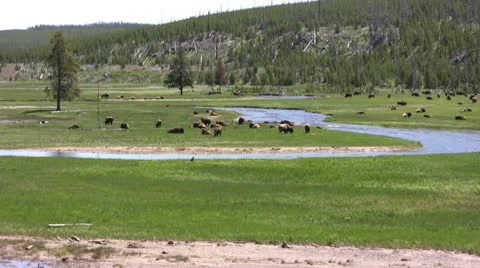 American Bison in the Wild Video stock 10565445