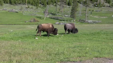 American Bison in the Wild Stock Footage 10565549