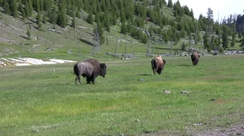 American Bison in the Wild Stock Footage 10566336