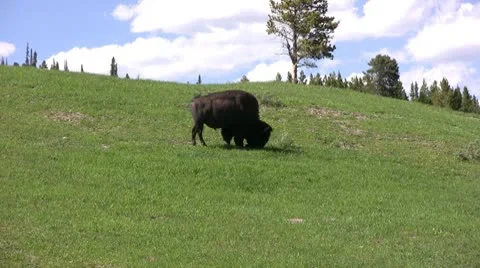 American Bison in the Wild Video stock 10566660