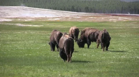 American Bison in the Wild Stock Footage 10566886