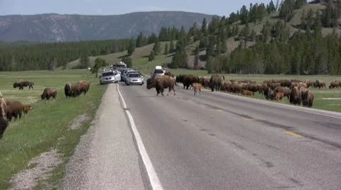 American Bison in the Wild Video stock 10566968