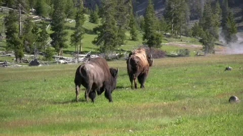 American Bison in the Wild Video stock 10567348