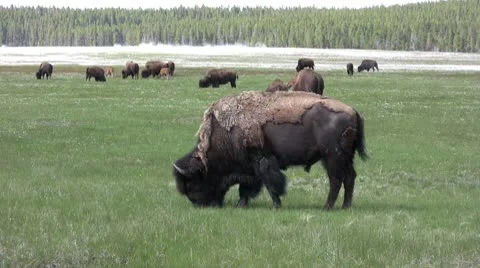 American Bison in the Wild Stock Footage 10568858