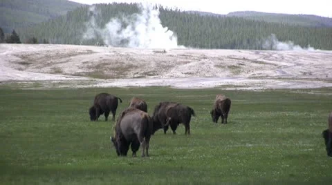 American Bison in the Wild Video stock 10568889