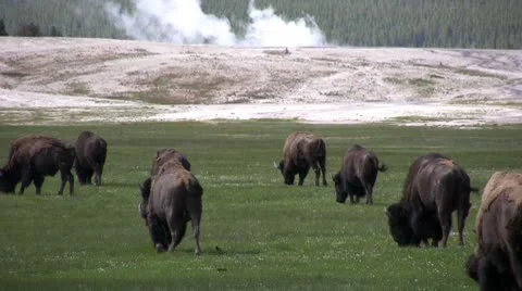 American Bison in the Wild Video stock 10568945