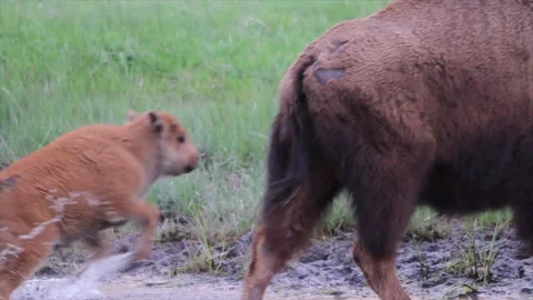 American Bison with young calf Stock Footage 147975005