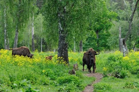American bisons Stock Photos