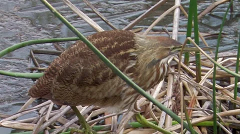 American Bittern 1 Stock Footage 8507108