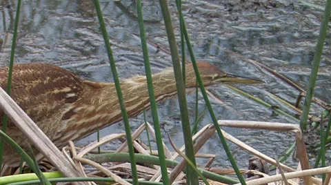 American Bittern 2 Video stock 8507077