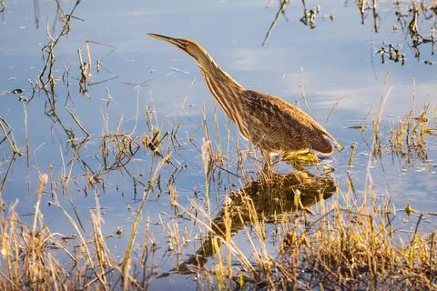 American Bittern in Camo posture Stock Photos