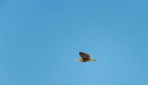 American Bittern in flight Stock Photos