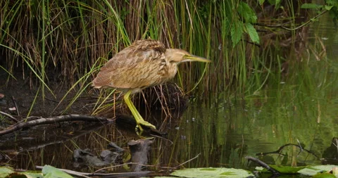 American Bittern Stock Footage 213925636