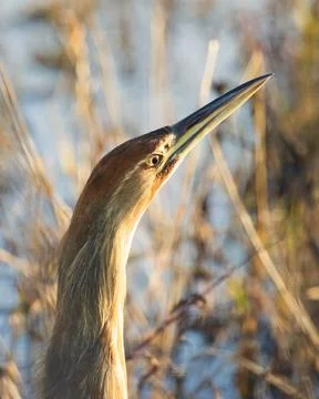 American Bittern Headshot Stock Photos