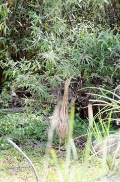 American Bittern hiding in plain sight Stock Photos