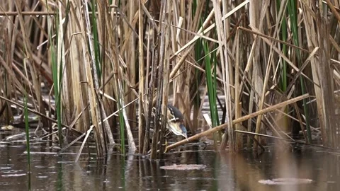 American Bittern Hunting in Marsh During Heavy Rain Stock Footage 337179748