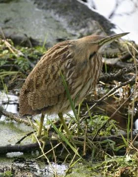 American bittern, ii Foto stock
