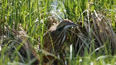 AMERICAN BITTERN IN MARSH Stock Footage 50776703