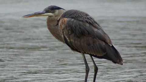 American Bittern Stock Photos
