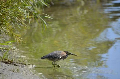 American Bittern Stock Photos