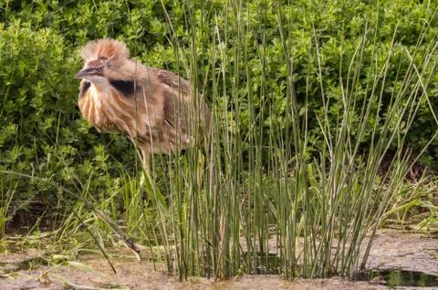 American Bittern. Stock Photos