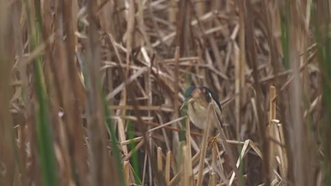 American Bittern Preening During Light Rain in Marsh Habitat Stock Footage 337179476