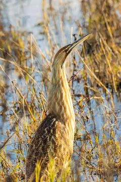 American Bittern in the shallows Stock Photos