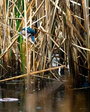 American Bittern Standing Alert in Marsh Vegetation Near Wetland Water Stock Photos