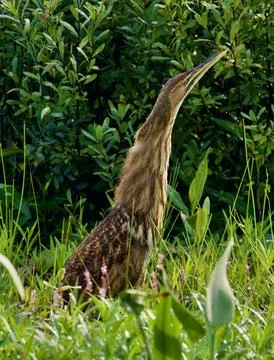American bittern stretch 스톡 사진